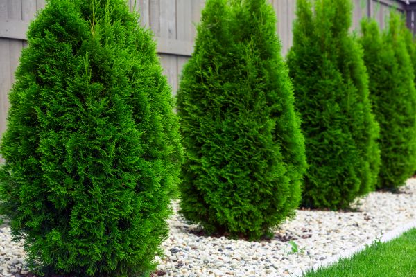 Arborvitae Planting in Claremore