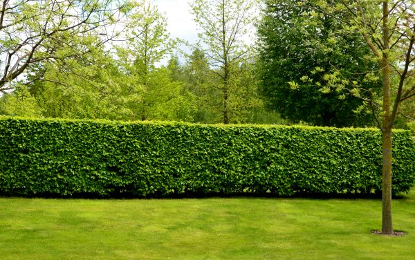 Hedge Planting in Claremore
