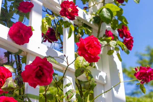 Home Gardening Service in Claremore