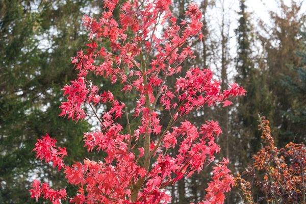 Japanese Maple Planting in Claremore