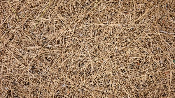 Pine Needles Delivery in Claremore