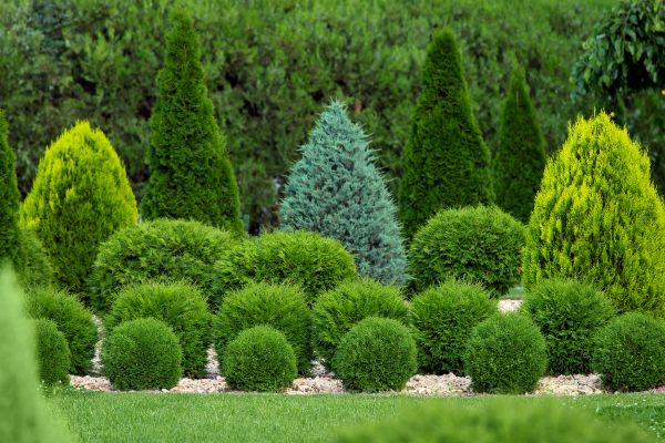 Shrub Replacement in Claremore