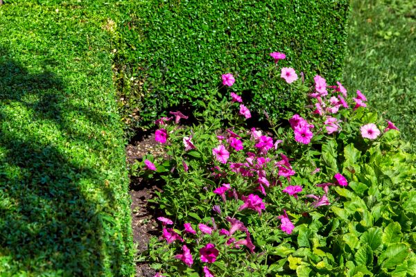Softscaping Service in Claremore