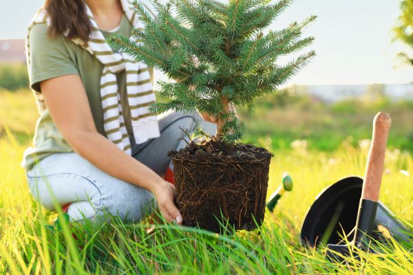 Spruce Tree Planting in Claremore