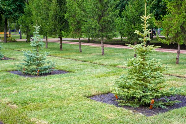 Privacy Trees Planting in Claremore