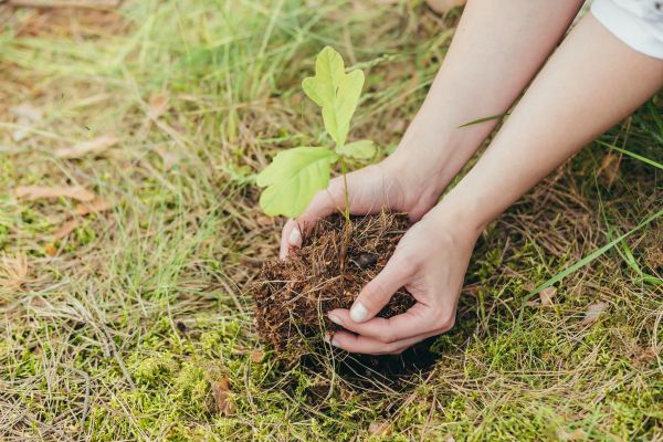Oak Tree Planting in Claremore