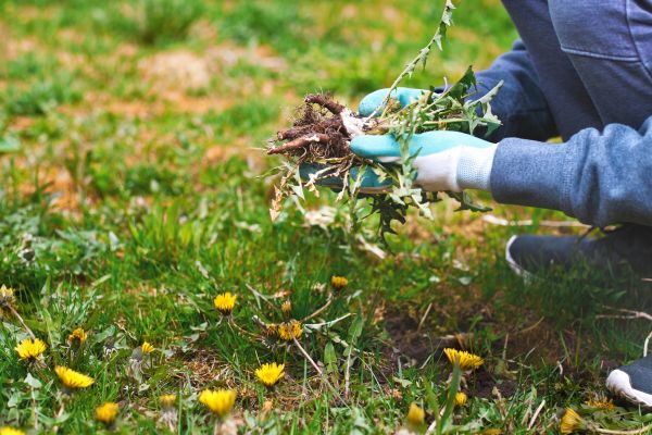 Flower Bed Clearing in Claremore