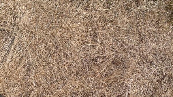 Pine Straw Replacement in Claremore