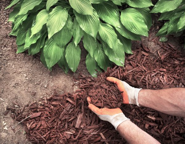 Bark Spreading in Claremore