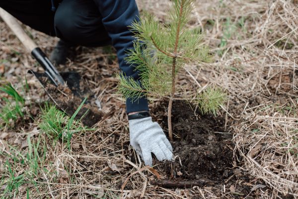 Pine Tree Planting in Claremore