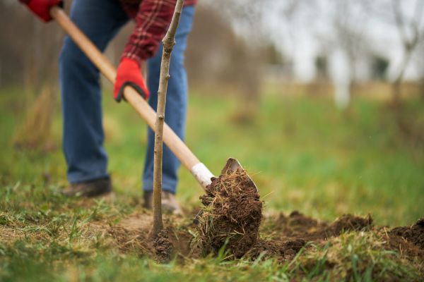 Trees Planting in Claremore