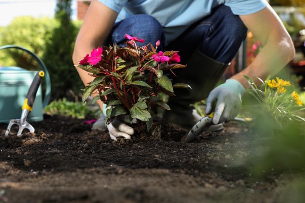 Plant Replacement in Claremore