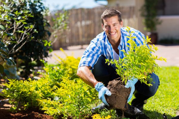 Shrub Landscaping in Claremore