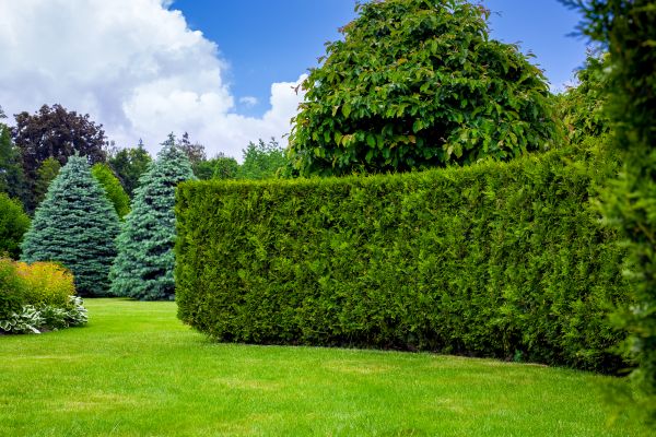Hedge Landscaping in Claremore