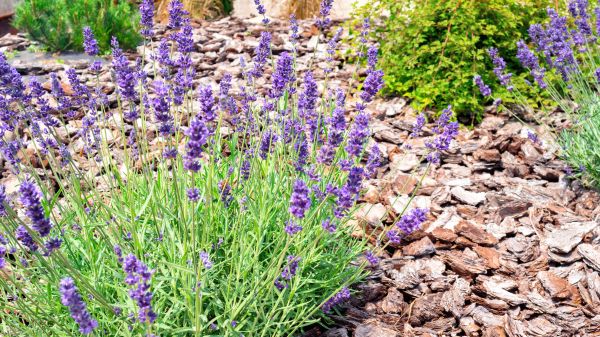 Pine Bark Landscaping in Claremore