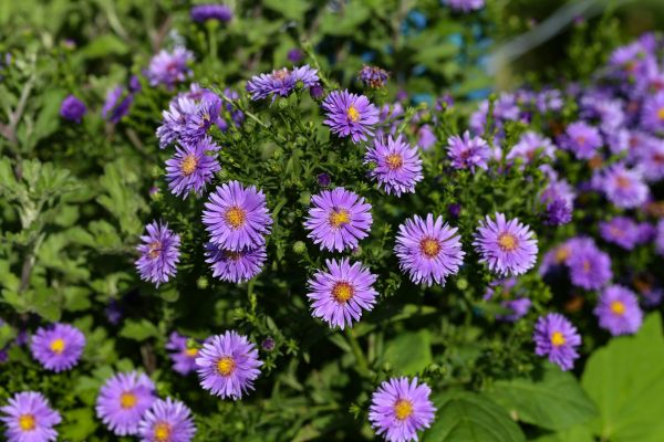 Perennial Flower Planting in Claremore