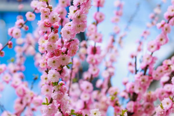 Japanese Cherry Tree Planting in Claremore