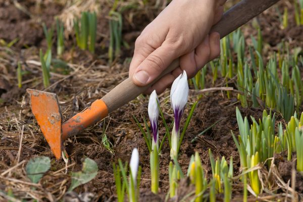 Flower Garden Weeding in Claremore