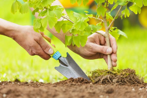 Fruit Tree Planting in Claremore
