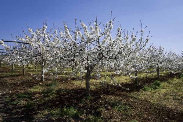 Orchard Planting in Claremore