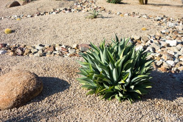 Xeriscaping Service in Claremore