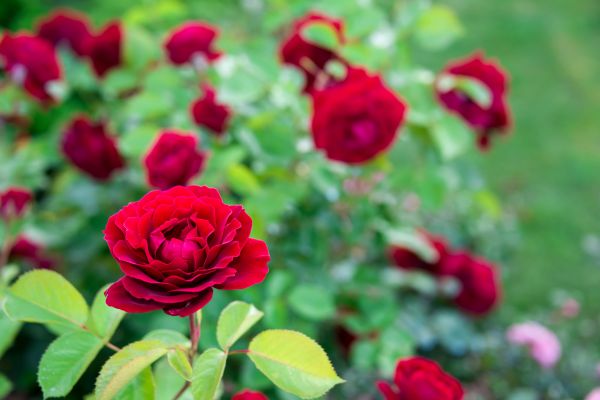 Rose Planting in Claremore