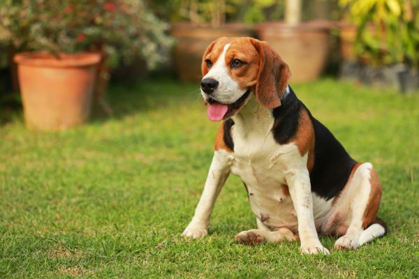 Dog Friendly Landscaping in Claremore