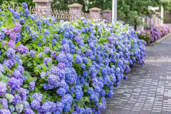 Hydrangea Landscaping in Claremore