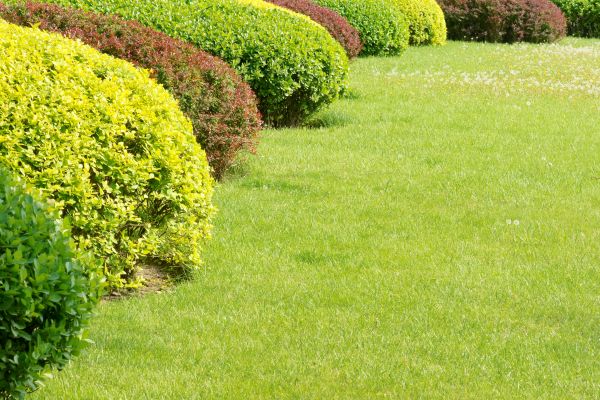Shrubbery Planting in Claremore