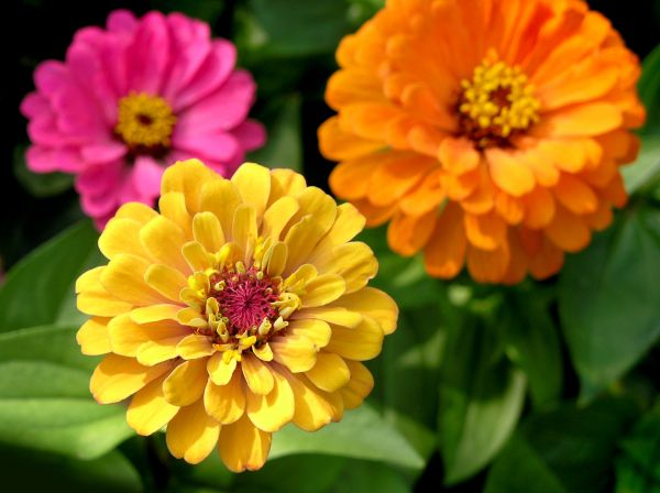 Zinnia Planting in Claremore