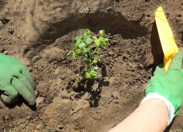 Rose Bush Planting in Claremore