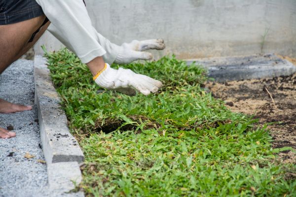 Ground Cover Planting in Claremore