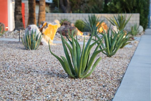Drought Resistant Landscaping in Claremore