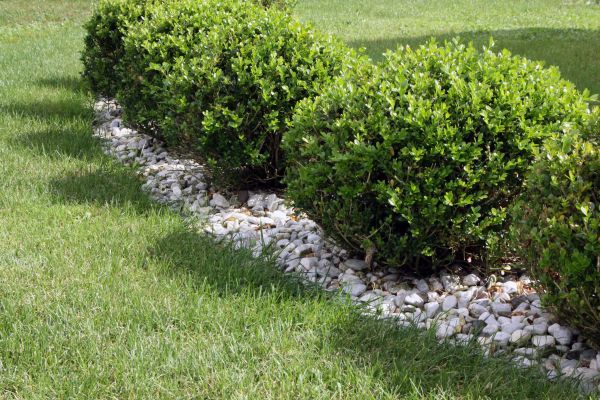 Boxwood Planting in Claremore