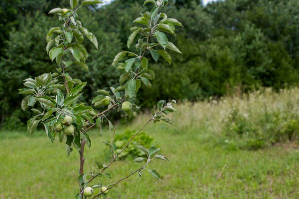 Apple Tree Planting in Claremore